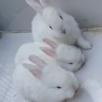 خرگوش