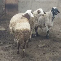 بره قوچ‌ افشار