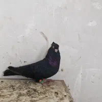 کبوترزاغ ابادانی نرچشم سفیداصیل