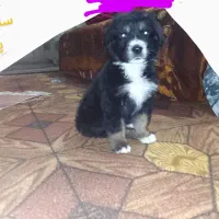 سگ پاکوتاه|سگ|بجنورد, |دیوار