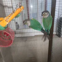 جفت گرینچیک با تعیین جنسیت و قفس بزرگ