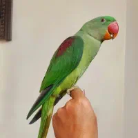 بچه شاه طوطی