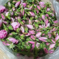 غنچه گل محمدی
