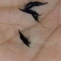 شریمپ میگو کامبارلوس ماهی پلنت گوپی حلزون|ماهی|تهران, نارمک|دیوار