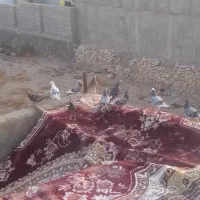 کازرون