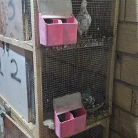 ۲ عدد قفس جفتگاه|لوازم جانبی حیوانات|گناباد, |دیوار