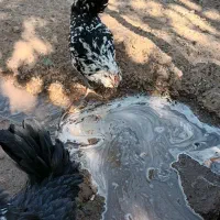 تخم مرغ نطفه دار مرغ و خروس گلین