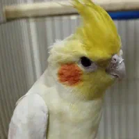 عروس هلندی