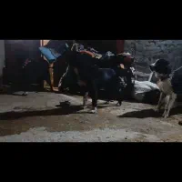 سگ قدرجونی مشتی و بدرد بخور