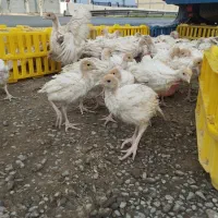 جوجه بوقلمون بیوتی ۶ فوق سنگین