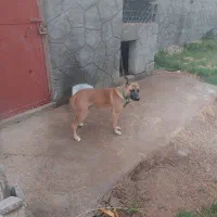 سگ واگذار شود|سگ|میاندوآب, |دیوار