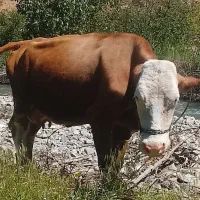 گاو آبستن وگوساله
