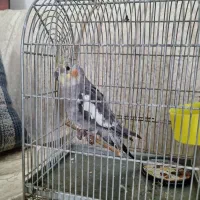 طوطی عروس هلندی