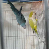 راهب مولد|پرنده|تهران, شهرک آتی شهر|دیوار