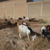 بزوبی