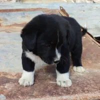 توله دوماهه فیندو سرابی پاکوتاه