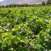 انواع نهال انگور سفید و قرمز وموندراپ مویز|خدمات باغبانی و درختکاری|ارومیه, |دیوار