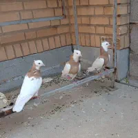 کبوتر، پرنده