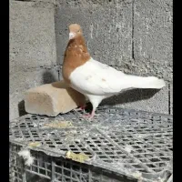 کبوترطوقی کله زردودم سفید سینه ای|پرنده|میانه, |دیوار