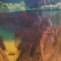 ماهی کت فیش اسپرت (لجن خوار) فلاور باکس و پرت مولد|ماهی|تهران, افسریه شمالی|دیوار