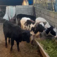 فروش ۴تا گوساله ماده