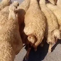 میش داشتی