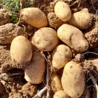 سیب جلی وبامبا