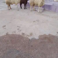 گوسفند بره|حیوانات مزرعه|اهواز, سیاحی(سه راه خرمشهر)|دیوار