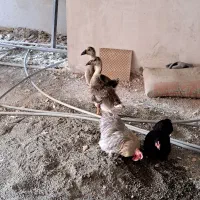 مرغ و خروس کوشین