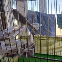 قناری نر رسمی بلند|پرنده|تکاب, |دیوار