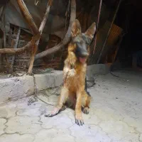 سگ خوب|سگ|تهران, عبدل‌آباد|دیوار