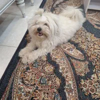 پانسیون خانگی سگ و گربه|خدمات پیشه و مهارت|کرج, کیانمهر|دیوار