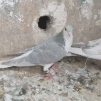 کبوتر رنگی|پرنده|اهواز, ۳۰ متری|دیوار