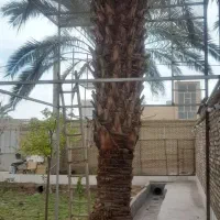 ساخت داربست برای درخت خرما|خدمات باغبانی و درختکاری|اردکان, |دیوار