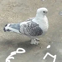 کبوترکفتربلژیکی