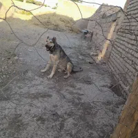 سگ ضمانت گله
