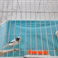 قناری نر|پرنده|مشهد, کاظم آباد پنجشنبه|دیوار