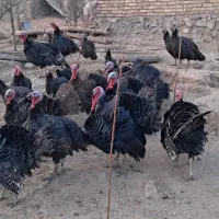 فروش بوقلمون محلی