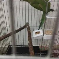 طوطی ملنگو|پرنده|اسدآباد, |دیوار