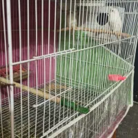 معاوضه قفس بزرگ 60 × 40 با قفس پنجاه سانتی