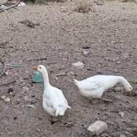 غاز قو غاز بوقلمون مرغ و خروس گلین