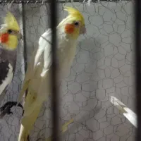عروس هلندی جفت‌به‌همراه‌جوجه