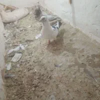 کفتر
