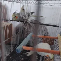 عروس هلندی|پرنده|نیمبلوک, |دیوار