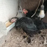 مرغ و خروس برهما و لاری