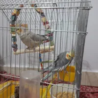 عروس هلندی|پرنده|کرانی, |دیوار