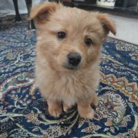 پامر اشپیتز