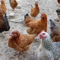 مرغ محلی جوان تخم گذار|حیوانات مزرعه|شیروان (خراسان), |دیوار