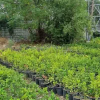 گل و گیاه زینتی ارزان قیمت با کیفیت‌ بالا|گل و گیاه طبیعی|چابکسر, |دیوار