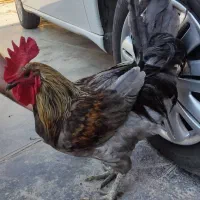 فروش خروس محلی از بهترین نژاد